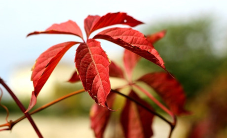 Мелітополь.Сіtу продовжує серію пазлів про 50 відтінків осені