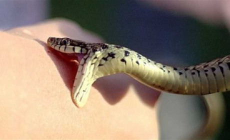 На Сарненщині жінку вкусила змія