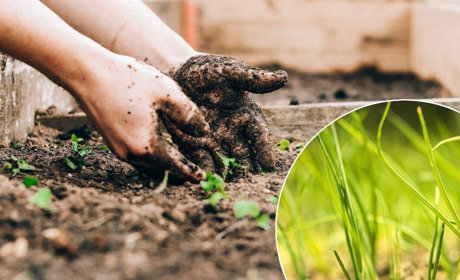 Посівний календар на березень 2023: коли найкраще займатись садівництвом