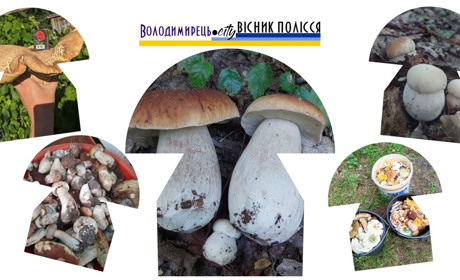 Сезон збору білих грибів відкрито у Вараському районі