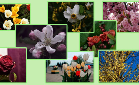 Весняна краса надихає: добірка світлин від білопільської фотохудожниці Ольги Корсун