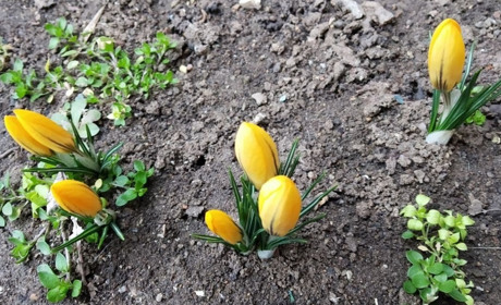 Сьогодні 8 березня. Тюльпанів не треба. Весна та Україна переможуть!