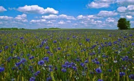 Літо, прощавай! Із якою погодою від нас піде серпень?