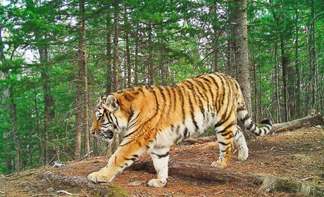 Гра "Допоможи тигрові знайти пару". Перевір свою пам'ять