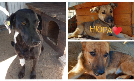 Візьміть тварину в родину! Самки-красуні шукають господарів