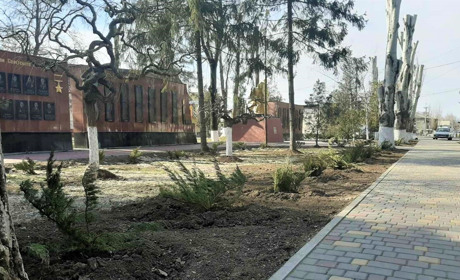 В Біляївці в центрі висадили 35 кущів ялівця: їх виростили працівники садочка  "Капітошка"