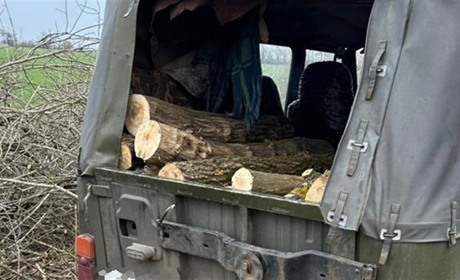 Держекоінспекція затримала чоловіка, який зрубав 16 кленів у лісосмузі Запорізького району