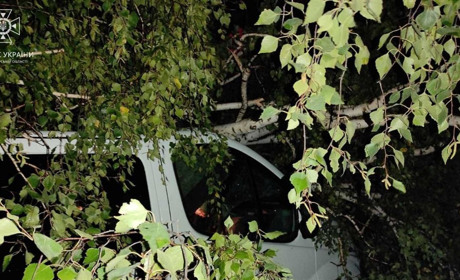 Через негоду у Звягелі на дві автівки впало дерево