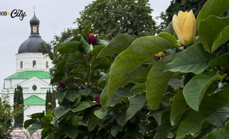 У Глухові вдруге за рік розквітли магнолії (ФОТО)