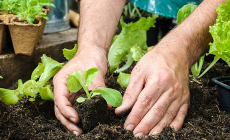 Що садити у травні 2022 року: посівний календар на місяць для жителів Білопільщини