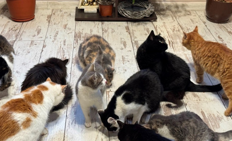 "Дім котів" на Житомирщині просить про допомогу: понад 200 тварин потребують їжі та тепла