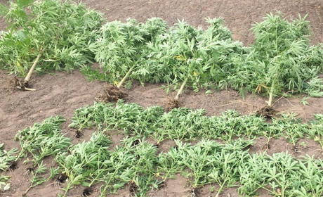 Хорошо родит земля константиновская – и не только черешню с картошкой, но и зелень