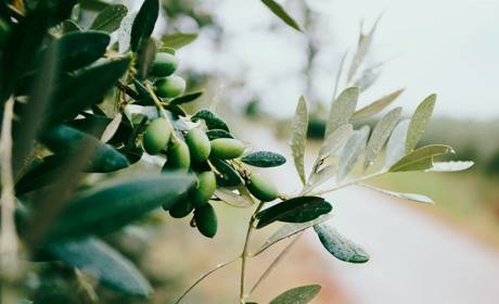 Польза оливкового масла для организма