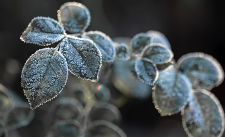 Сніг з дощем і морози: якою буде погода на Сватівщині з 15 по 21 листопада 2021 — прогноз на тиждень