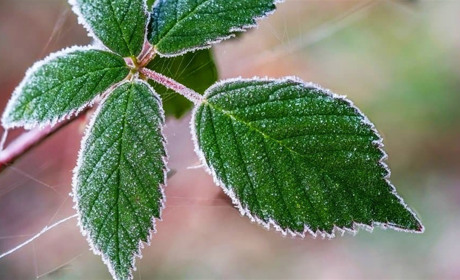 Знову - нічні заморозки... Якої погоди очікувати в найближчі дні, розповідають синоптики