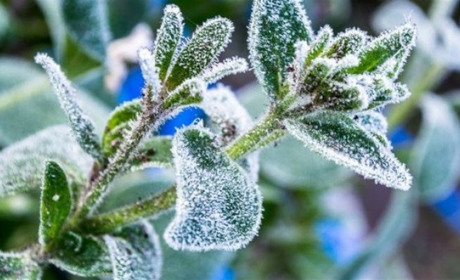 На вихідних на Сумщині синоптики обіцяють нічні заморозки на поверхні грунту