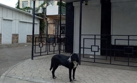 Обстріли, наркотики, собаки: що хвилює жителів Нової Каховки