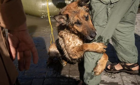 Собака Багіра, яку врятували до Одеси із затопленої Херсонщини, знайшла родину