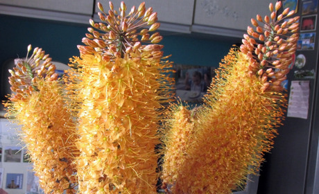 «Ванька-мокрый» сидит в вазоне, а Анютины глазки красуются на клумбе: украшаем жизнь цветами