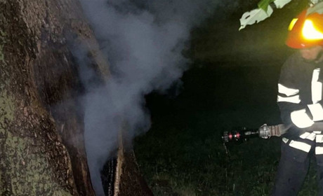 У центрі Старокостянтинова блискавка влучила у дерево