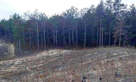 Ліси Херсонщини – у законі 