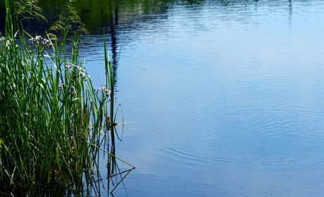 Молодь Сватівщини запрошує мешканців громади на екозахід «Чисте довкілля»: як я можу долучитися