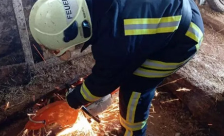 Рятувальники 1,5 години звільняли корову, що провалилася в погріб на Житомирщині