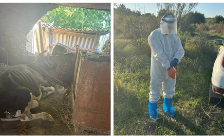 У селі Мала Жмеринка зафіксували випадок сказу у корови: Марта 10 років була частиною родини