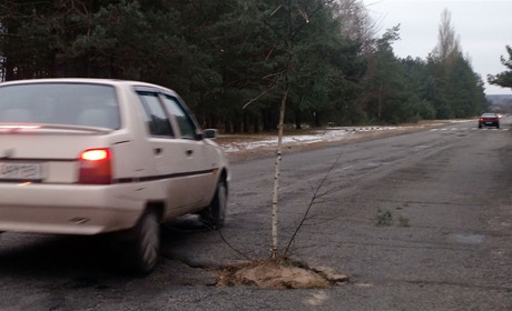 На автодорозі коло Берестівки водії, щоб позначити глибоку вибоїну, посадили в неї берізку