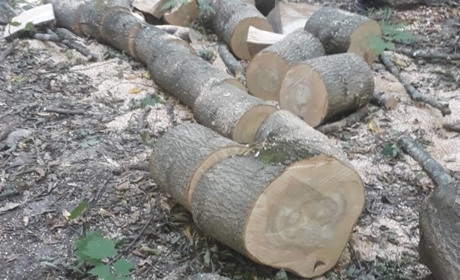 СБУ підозрює посадовця Літинського лісництва у розкраданні державної деревини
