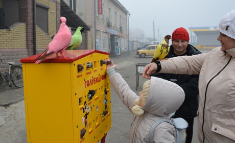 За фото з різнокольоровими «монахами» треба було заплатити: Що було на виставці голубів у Сватовому