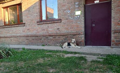 Вакцинація проти сказу – це не лише відповідальність власника тварин, а й безпека для суспільства