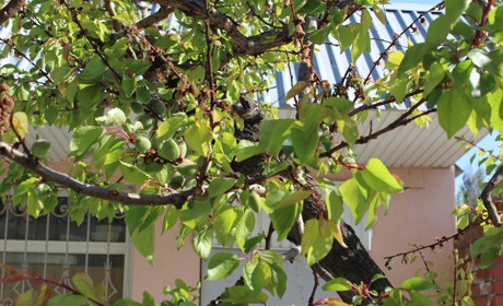 Будет ли в этом году урожай черешни и абрикоса? Мнение специалиста 