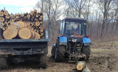 Поліція виявила незаконну вирубку дерев у лісосмузі біля Глиниці