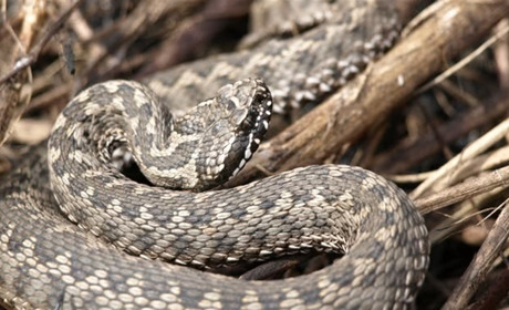 Зміїний сезон на Миколаївщині: як південноукраїнцям вберегтися від небажаних зустрічей