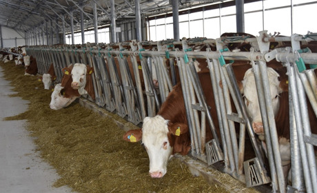 На Звягельщині відкрили нову органічну молочну ферму