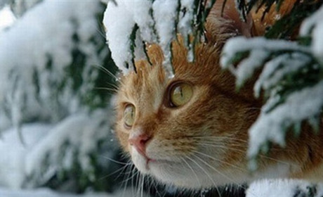 Якою буде погода на Сватівщині на Водохреща: прогноз з 17 по 23 січня 2022