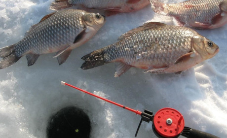 Корисні поради для тих, хто рибалить на льоду