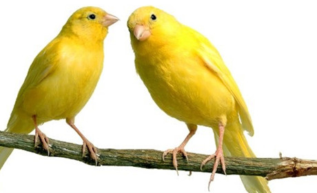 Прикрашають життя і дарують радість