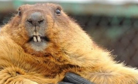 Бабак Тимко Третій напророчив в Україні ранню весну