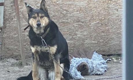 У Глухові шукають прихисток для собаки, яка лишилася без дому через атаку російського дрона