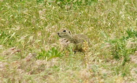 Они – лежебоки и спят месяцами под землей. Но спасет ли их это от вымирания? 