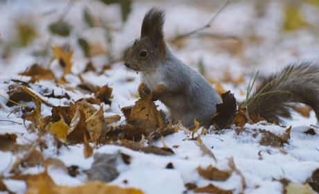 На вихідних на Сумщині прогнозують мокрий сніг