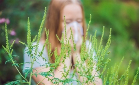 Небезпека для здоров’я поряд – знову про амброзію