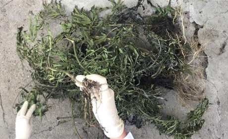 Наркоаграрій: житель Маяк саджав і обробляв в себе на городі коноплі