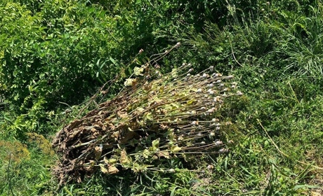 Мак на городі: на Звягельщині пенсіонерка вирощувала нарковмісні рослини