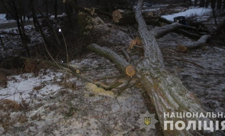 Поліцейські викрили трьох буковинців за незаконну вирубку деревини