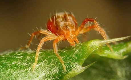 Павутинний кліщ атакує: як боротися зі шкідником