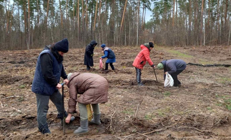 Скільки сіянців дерев висадили шосткинські лісоводи