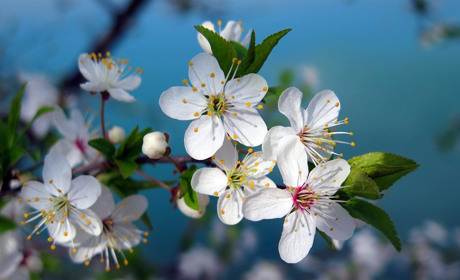 Складаємо пазли разом: забудьте про все та складіть три фотографії дерев, які квітнуть